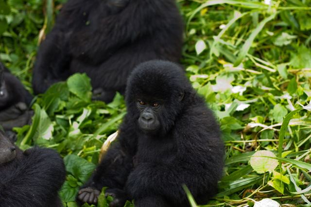 Jeune gorille de montagne dans le parc des Virunga